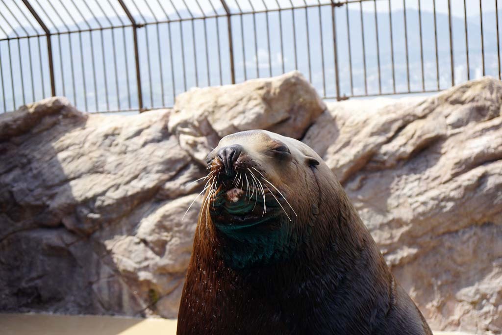 宮島水族館(2)@2017-04-16_d0250840_23021529.jpg