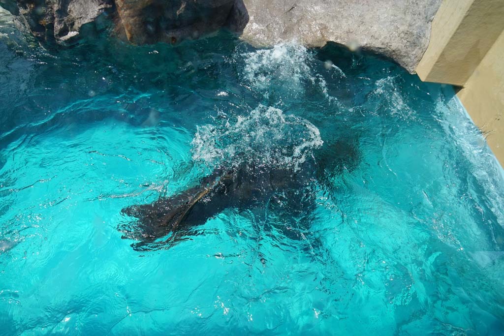 宮島水族館(2)@2017-04-16_d0250840_23222226.jpg