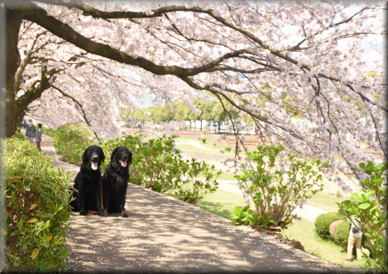 お花見散歩2017　＠秦野_f0363141_21573123.jpg