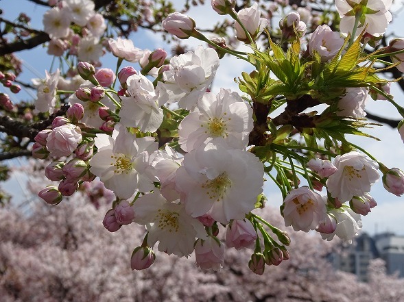 b0299042_10254858.jpg