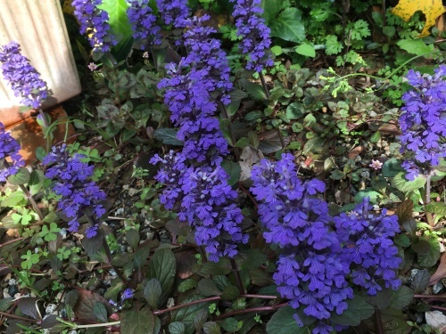 b0346442_18520290.jpeg