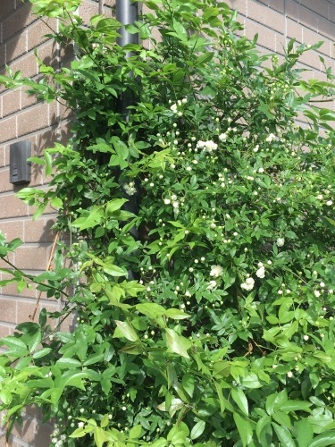 b0346442_19011840.jpeg