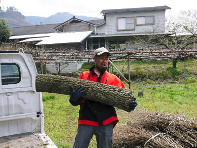 株式会社旬援隊の春爛漫の敷地内の様子とひとり農業(原木しいたけのコマ打ち編)_a0254656_19134027.jpg