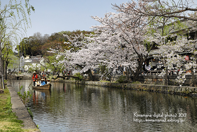 倉敷美観地区の桜 気ままな Digital Photo