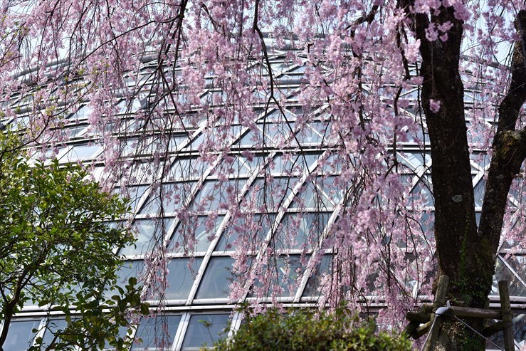 東谷山フルーツパークのしだれ桜 尾張名所図会を巡る