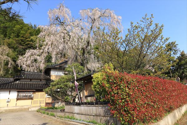 SAKURA　さくら　～石川県～_f0358360_20445218.jpg