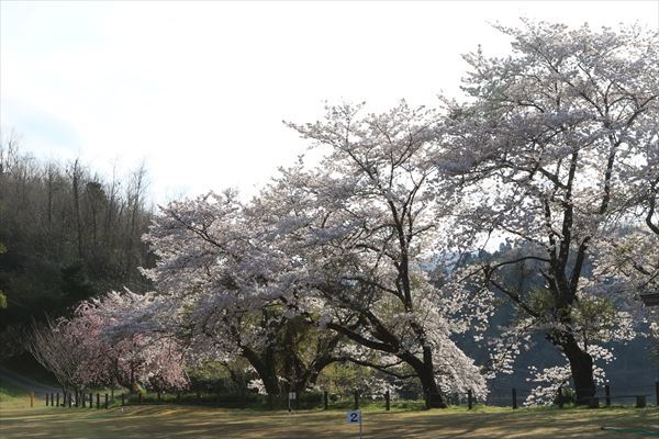 SAKURA　さくら　～石川県～_f0358360_20482583.jpg