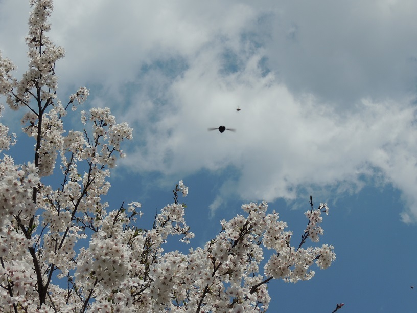 桜の木の下はクマバチの恋と戦いの場。_a0156168_23005184.jpg