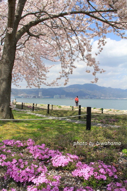 湖国桜・琵琶湖岸へ_b0055171_16180202.jpg