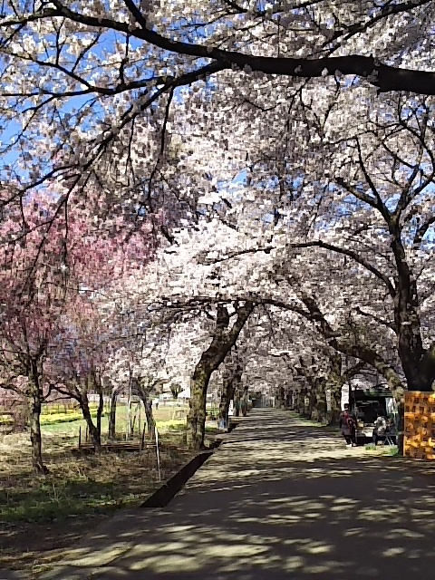 気温差はげしい_d0353074_14191154.jpg