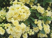 a0142083_91071.jpg