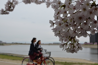 狭山池　枝垂れ桜・染井吉野　4/10_c0229483_011834.jpg