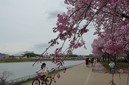 狭山池　枝垂れ桜・染井吉野　4/10_c0229483_0131128.jpg