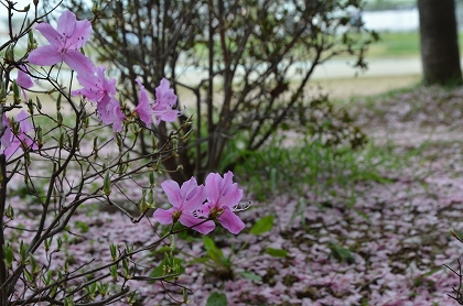 狭山池　枝垂れ桜・染井吉野　4/10_c0229483_052052.jpg