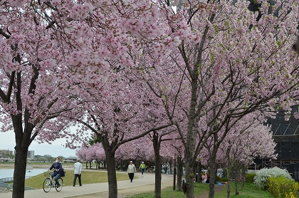 狭山池　枝垂れ桜・染井吉野　4/10_c0229483_055676.jpg