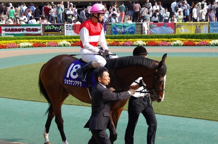 2014年最優秀2歳牝馬ショウナンアデラが引退 繁殖入り 愛しのサラブレッド写真館 2014年最優秀2歳牝馬ショウナンアデラが引退 繁殖入り 愛しのサラブレッド写真館