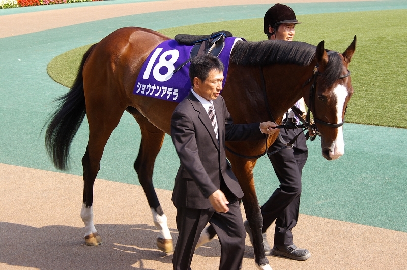 2014年最優秀2歳牝馬ショウナンアデラが引退 繁殖入り 愛しのサラブレッド写真館 2014年最優秀2歳牝馬ショウナンアデラが引退 繁殖入り 愛しのサラブレッド写真館
