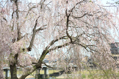 枝垂れ桜　　WEEPING CHERRY_e0066686_1185257.jpg