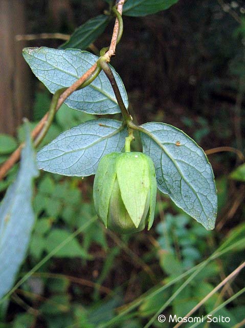 ツルニンジン（蔓人参） : 草花と自然Blog