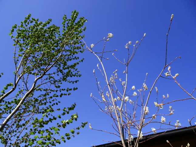 ジューンベリーの花とカツラの若葉_b0353494_09001010.jpg