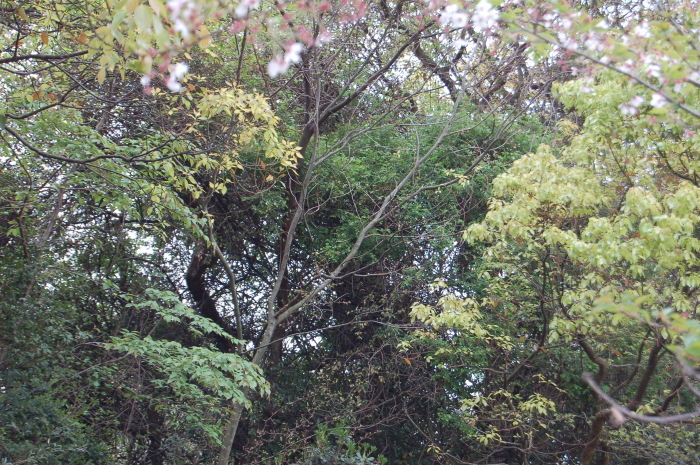 宇部の桜2017の一部　まだ残っているか_d0317903_01155306.jpg