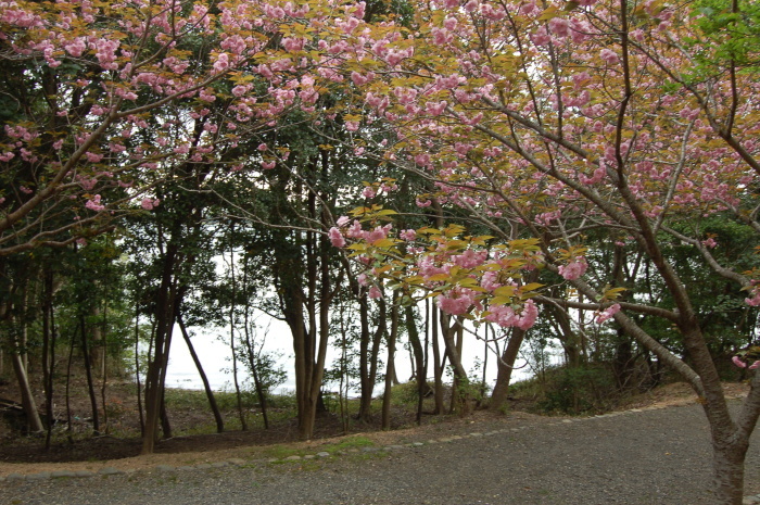 宇部の桜2017の一部　まだ残っているか_d0317903_02103530.jpg