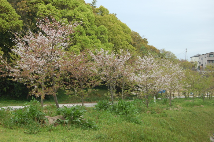 宇部の桜2017の一部　まだ残っているか_d0317903_02182913.jpg