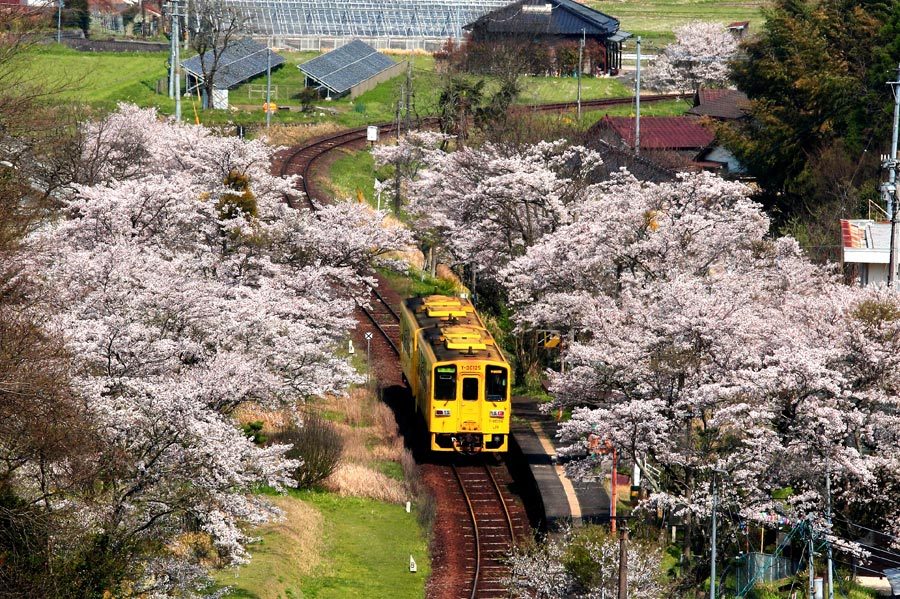 久大本線・北山田駅の桜_e0093903_09452381.jpg