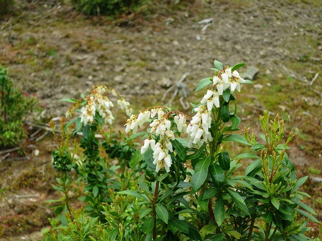 d0360104_13385287.jpg