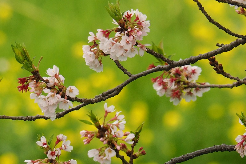 4月21日　名残桜_f0379312_2115785.jpg