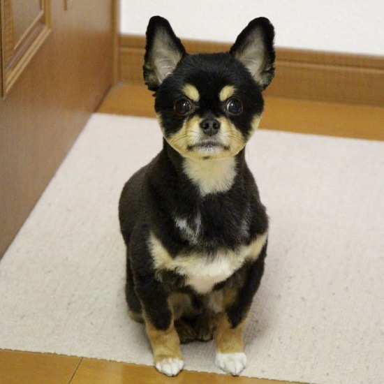 タ、タロウ?_f0197215_08365090.jpg
