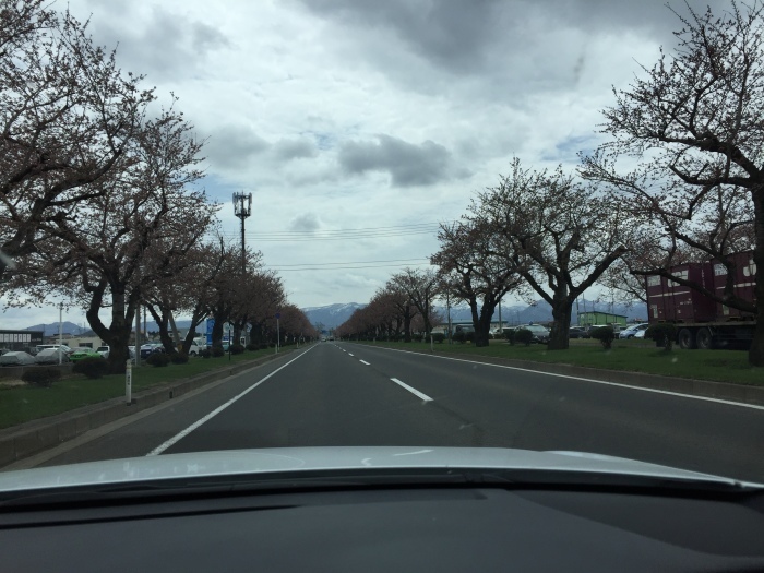 さくら_b0150120_14271431.jpg