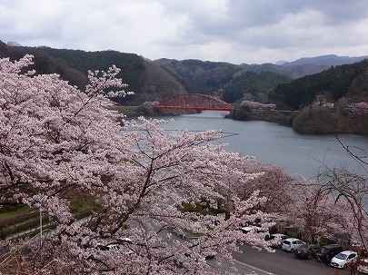 帰り道の桜　今年の桜-7_b0102723_14252554.jpg