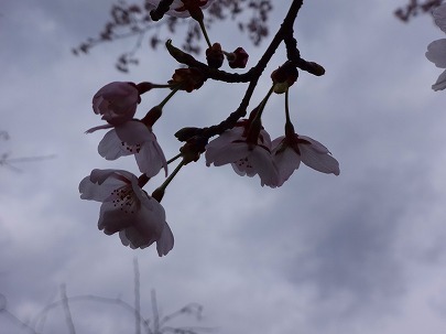 帰り道の桜　今年の桜-7_b0102723_14252831.jpg