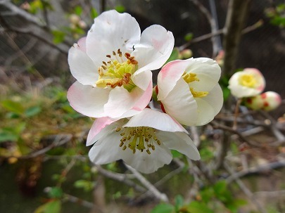 帰り道の桜　今年の桜-7_b0102723_14263632.jpg