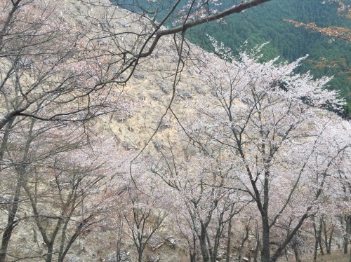 平成29年 吉野山の桜・・・_e0154524_23012128.jpg
