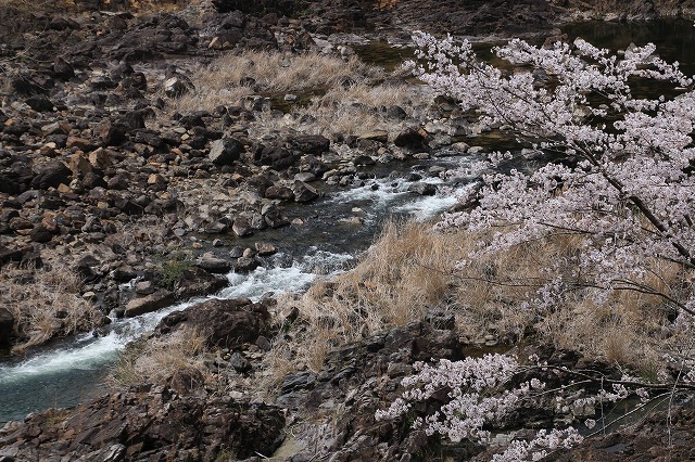 七色ダム周辺の桜風景（撮影：4月9日）_e0321325_11415411.jpg