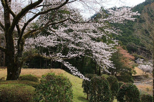 七色ダム周辺の桜風景（撮影：4月9日）_e0321325_11431392.jpg