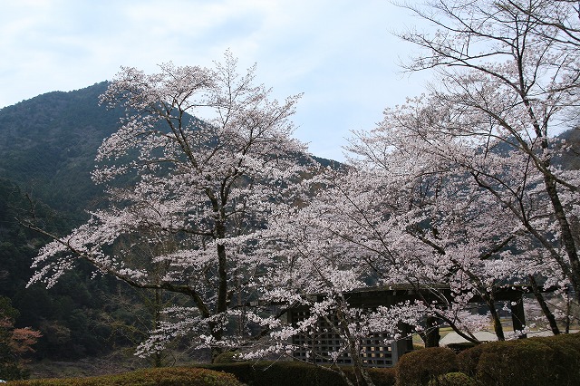 七色ダム周辺の桜風景（撮影：4月9日）_e0321325_11434443.jpg