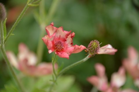 2年目のラナンキュラスラックス : rurugardenと音符たち