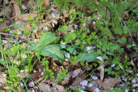 神代植物園_b0334228_14293301.jpg