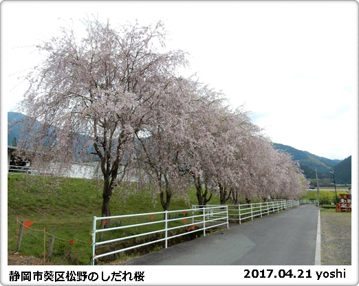 枝垂れ桜と花たちのコラボ_e0033229_1545489.jpg