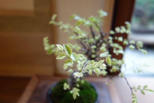 欅の盆栽_a0197730_23531138.jpg