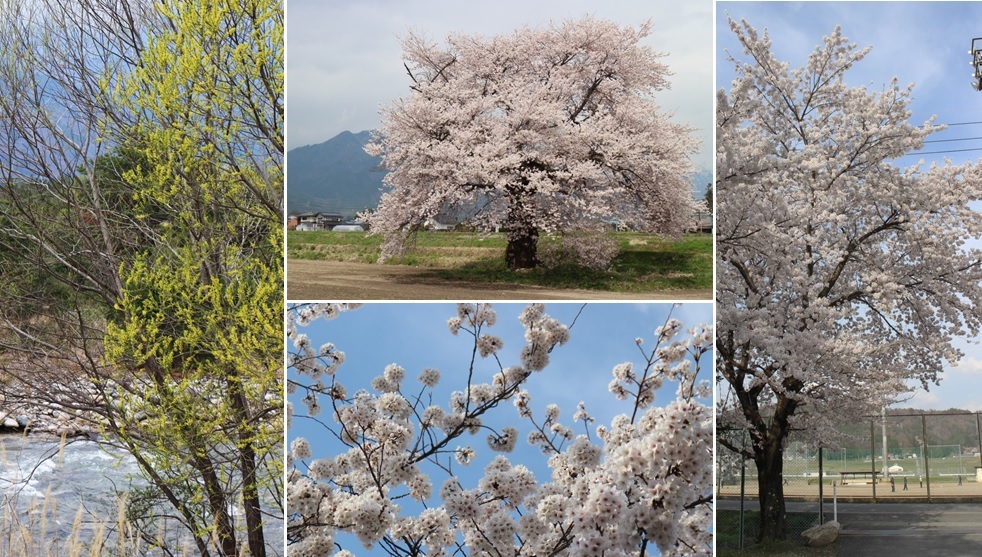 ご近所のさくら_a0212730_21275942.jpg