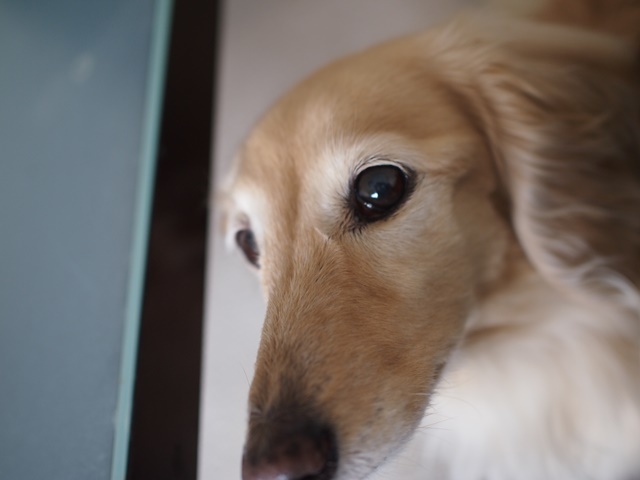 c0117831_15180400.jpg