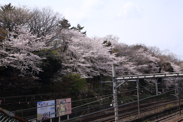 １７年桜紀行６．王子界隈　飛鳥山公園その２_f0229832_08422026.jpg