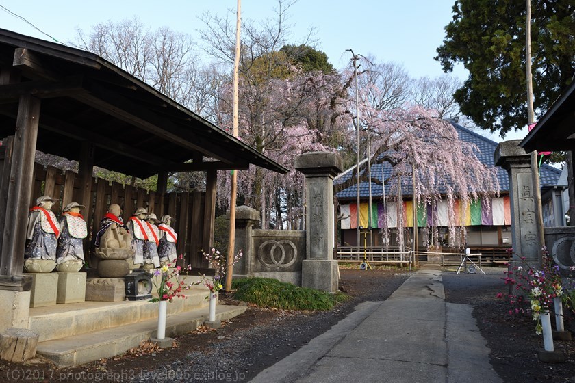 慈眼寺 枝垂れ桜_e0362037_10085600.jpg