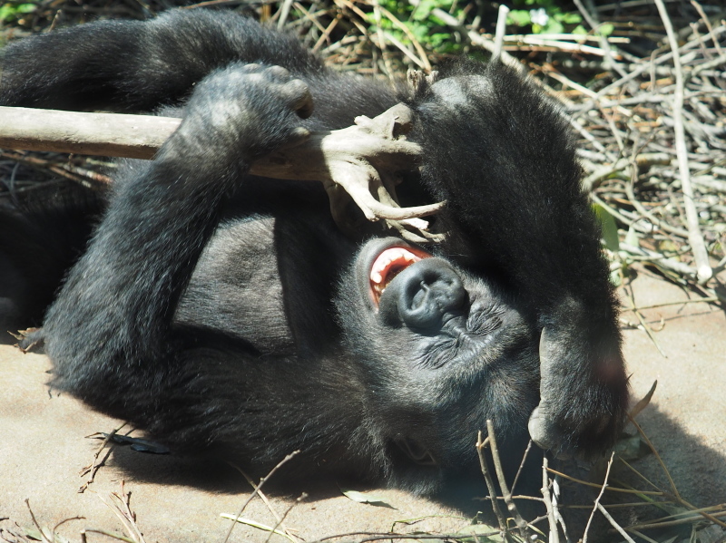 イクメン度アップなモモタロウ 京都市動物園2017/4/16_e0363539_20120607.jpg