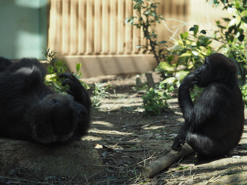 イクメン度アップなモモタロウ 京都市動物園2017/4/16_e0363539_20163522.jpg