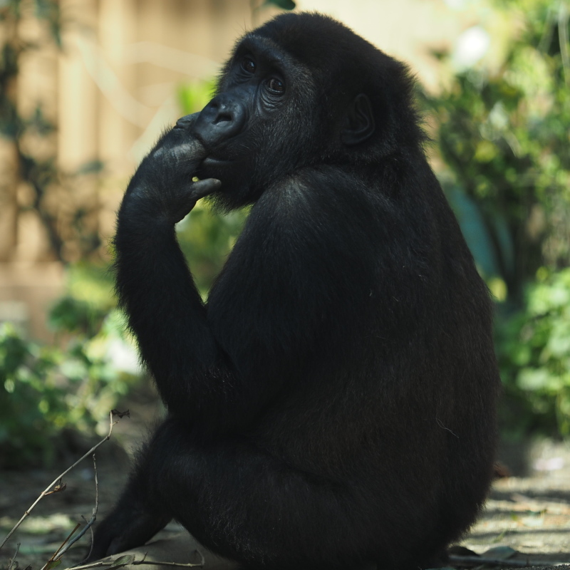 イクメン度アップなモモタロウ 京都市動物園2017/4/16_e0363539_20170144.jpg